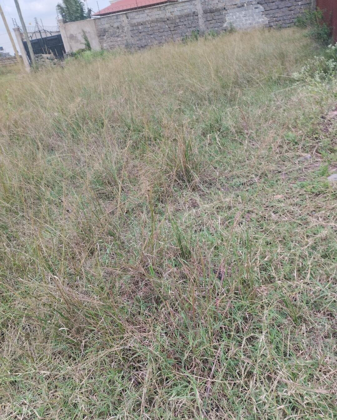 1/8 Acre Plot in Kamakis