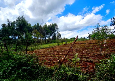 1/8 Acre Garden Plot with Parking