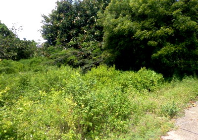 500-Acre Watamu Land at KSh 2.5M