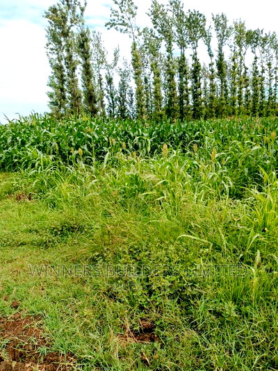 1 Acre for Sale at Kimbimbi - Image 5
