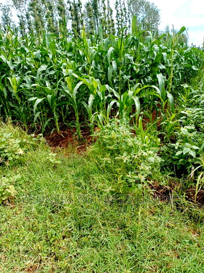 1 Acre for Sale at Kimbimbi - Image 3