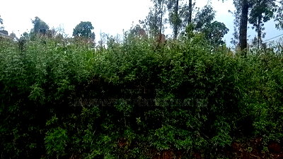 50*100 Plot in Kakamega for Sale - Image 1