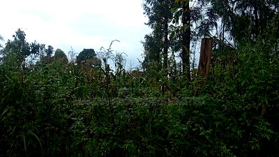 50*100 Plot in Kakamega for Sale - Image 2