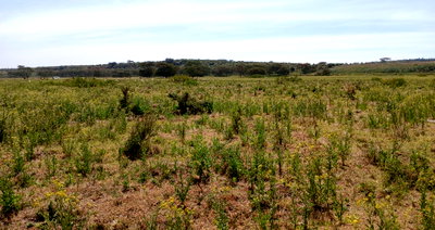 6.3-Acre Farm in Ngong CBD