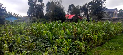 Prime Plot for Sale in Gikambura, Damarest, Kikuyu - Image 4