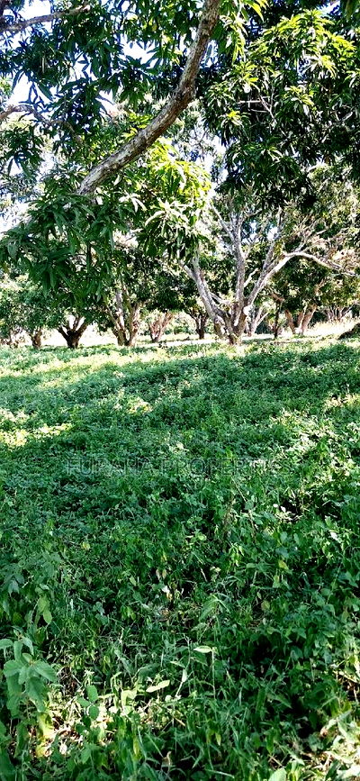 For Sale 10 Acres Agricultural Land - Image 6