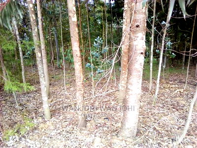 Forested Plot on Quick Sale - Image 1