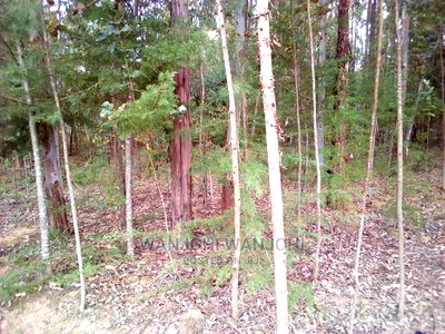 Forested Plot on Quick Sale - Image 2