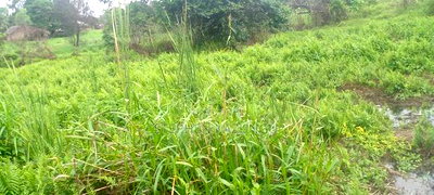 5 Acres Land Treasure in Kwale Only 200 M From Tarmac Road - Image 8