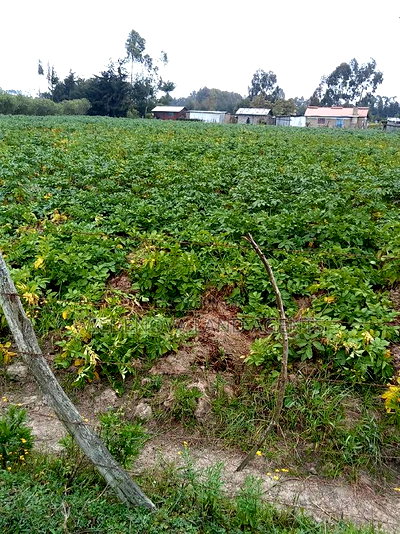 1 Acre on Sale at Mukiri Kwaharaka Kinangop - Image 3