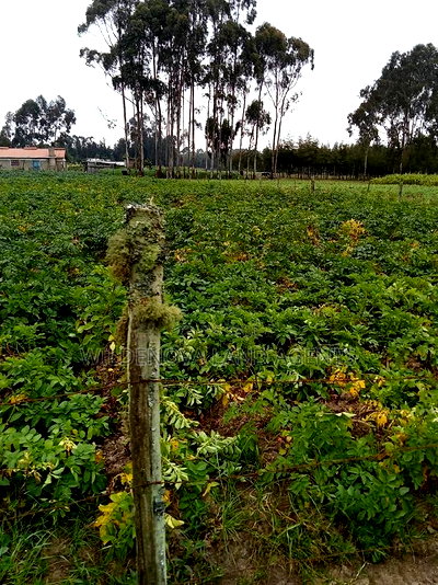 1 Acre on Sale at Mukiri Kwaharaka Kinangop - Image 1