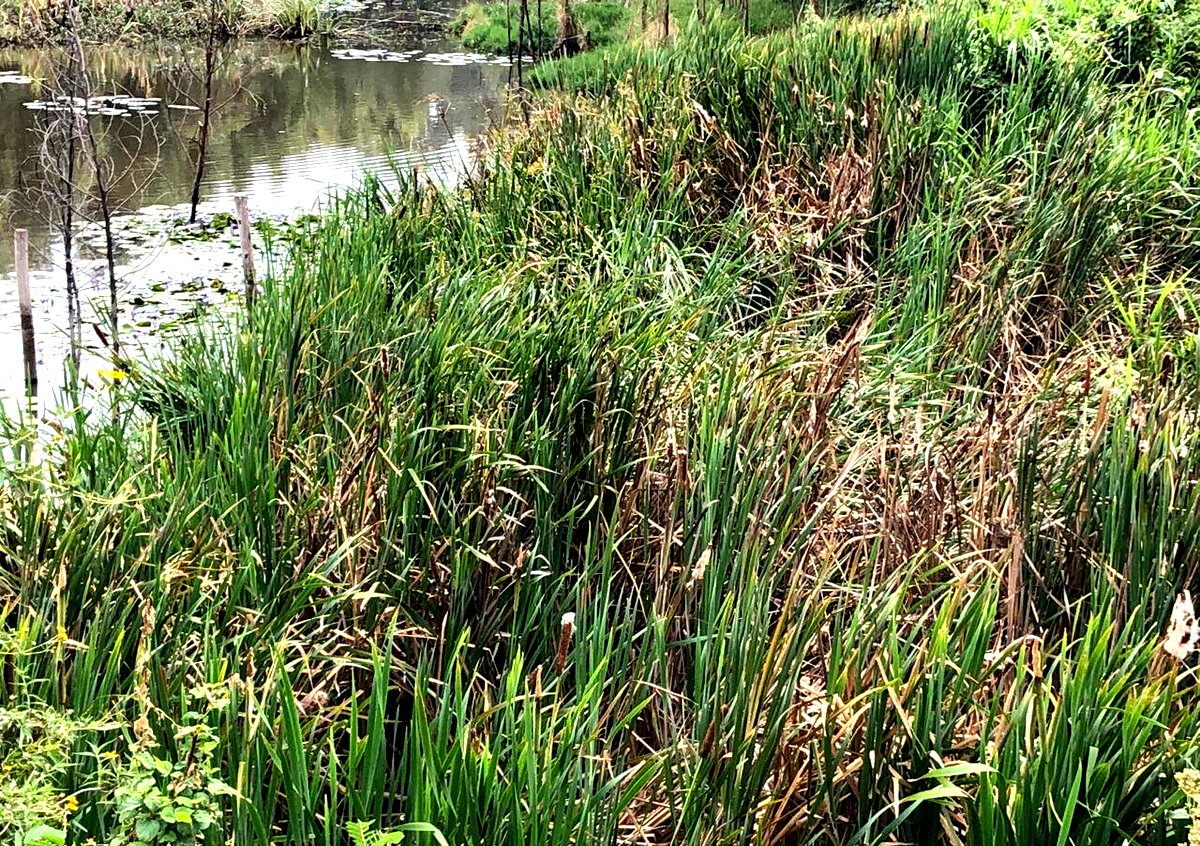 4-Acre Land with Lake View - Kikuyu