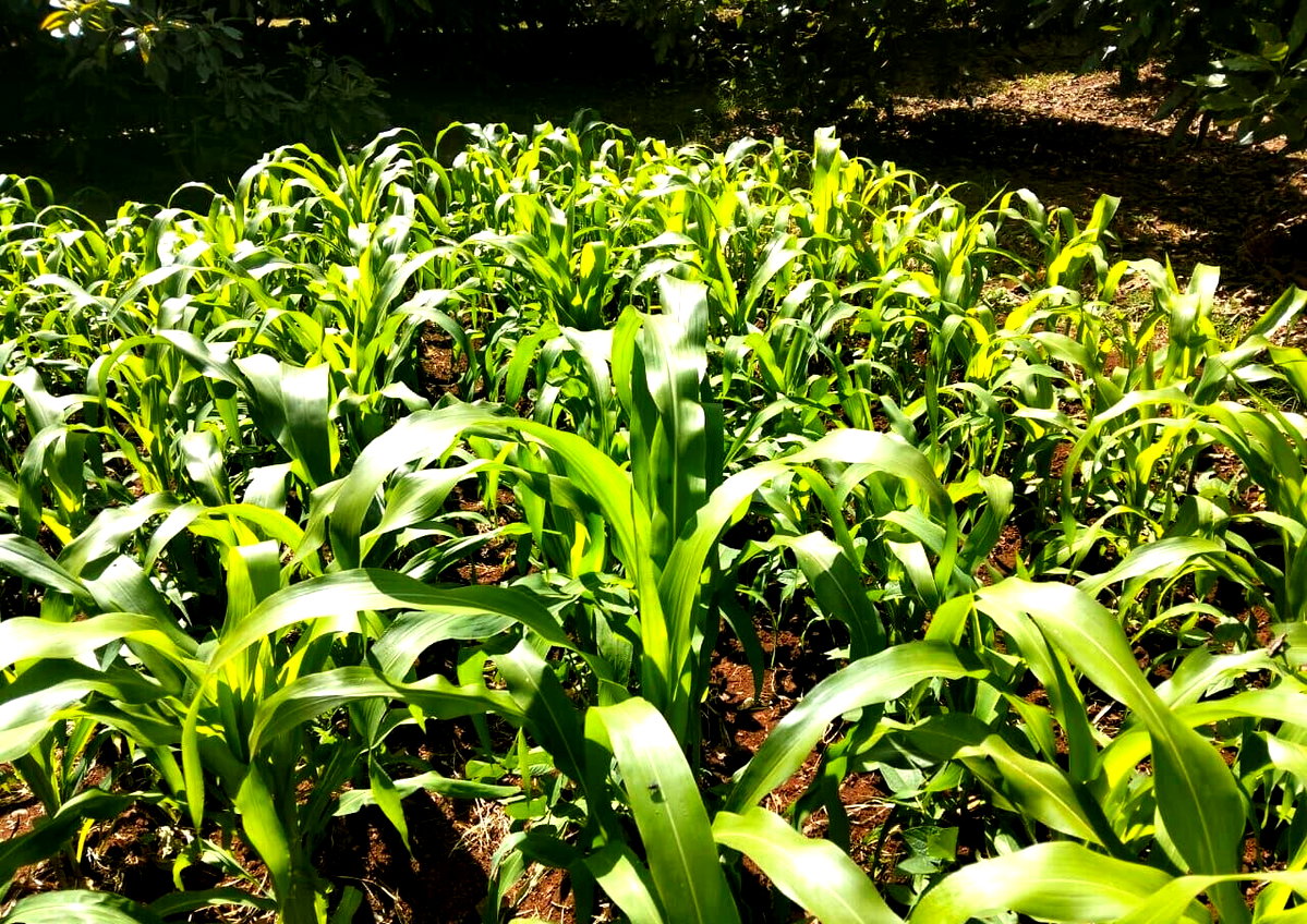 1-Acre Land at KSh 35M