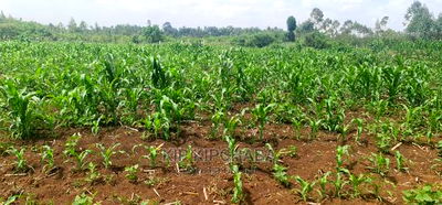 Arable 1 Acre Land for Sale in Kabenez Kipsangui in Eldoret - Image 2
