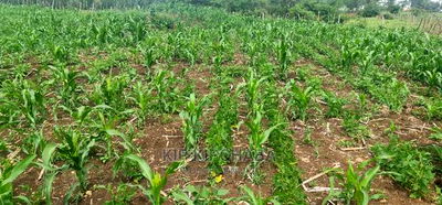 Arable 1 Acre Land for Sale in Kabenez Kipsangui in Eldoret - Image 6