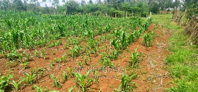 Arable 1 Acre Land for Sale in Kabenez Kipsangui in Eldoret - Image 3
