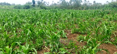 Arable 1 Acre Land for Sale in Kabenez Kipsangui in Eldoret - Image 4