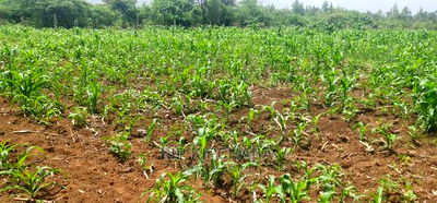 Arable 1 Acre Land for Sale in Kabenez Kipsangui in Eldoret - Image 8