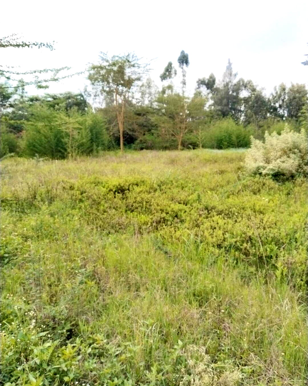 1.5 Acre Commercial Plot in Maasai Lodge