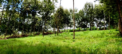 One Acre Parcels in Ngong Kahara. - Image 1