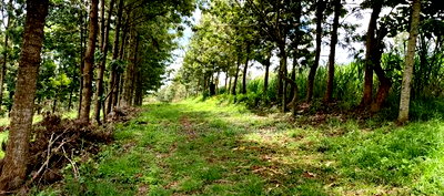 One Acre Parcels in Ngong Kahara. - Image 4