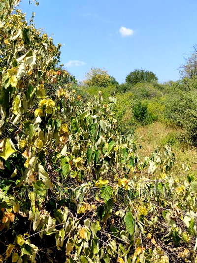 4.3acres for Sale 1.5km From Tarmac - Image 3