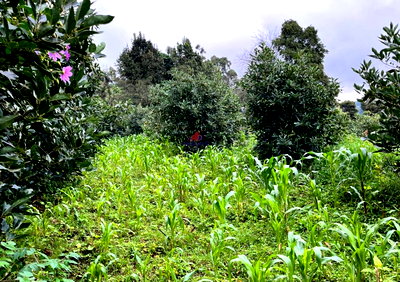 1-Acre Runda Gem with Garden