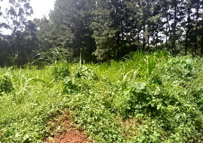 1/2 Acre Garden Plot with Parking in Kikuyu