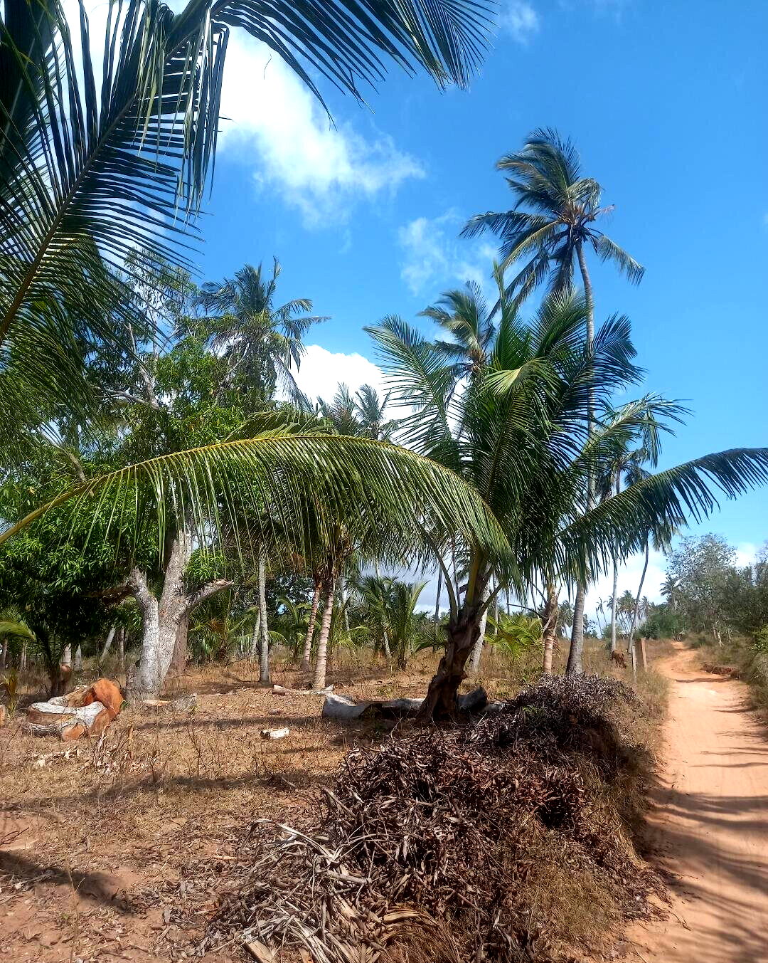2-Acre Plot at KSh 8M
