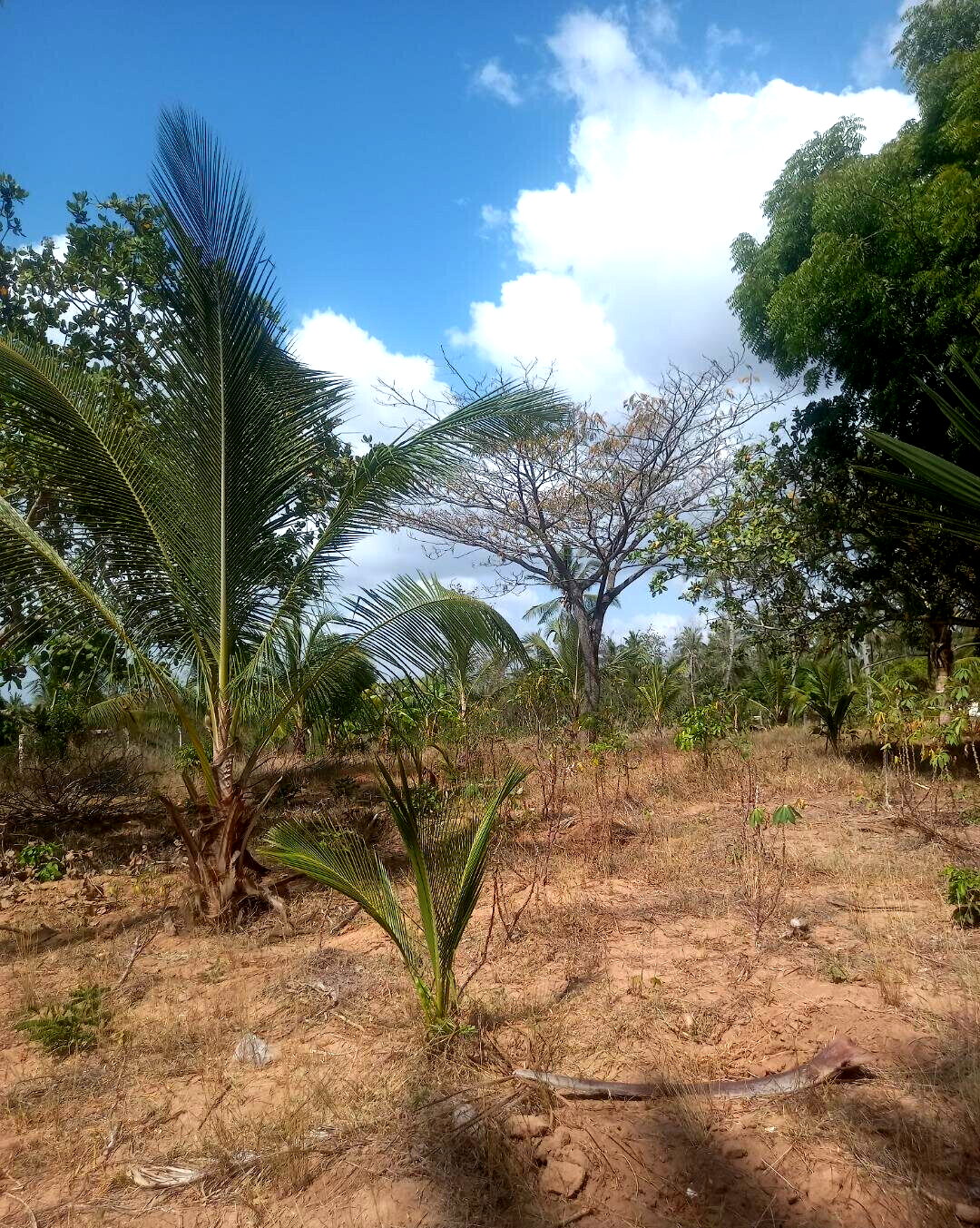 2-Acre Plot at KSh 8M