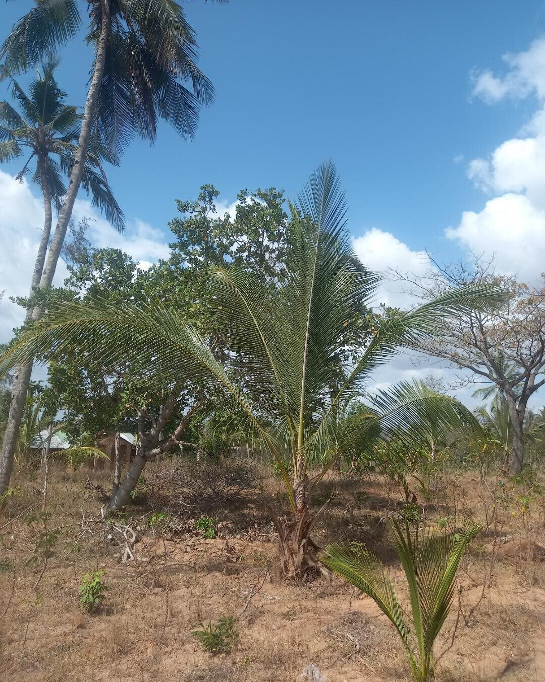 2-Acre Plot at KSh 8M