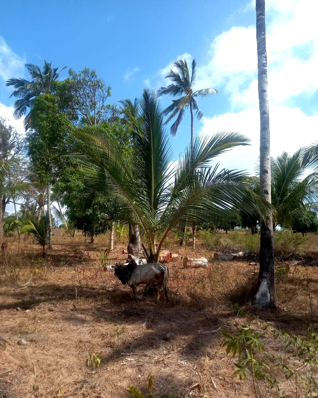 2-Acre Plot at KSh 8M
