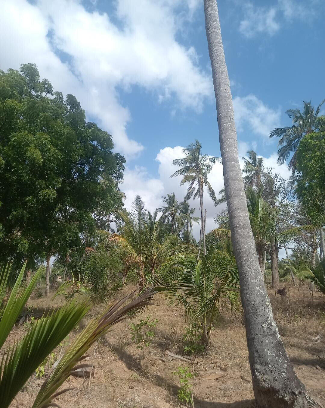 2-Acre Plot at KSh 8M