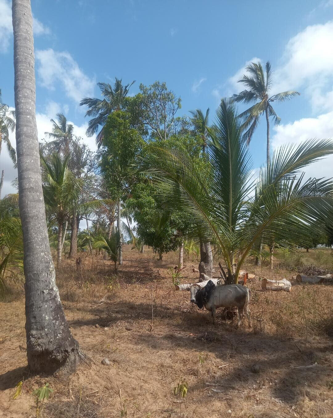 2-Acre Plot at KSh 8M