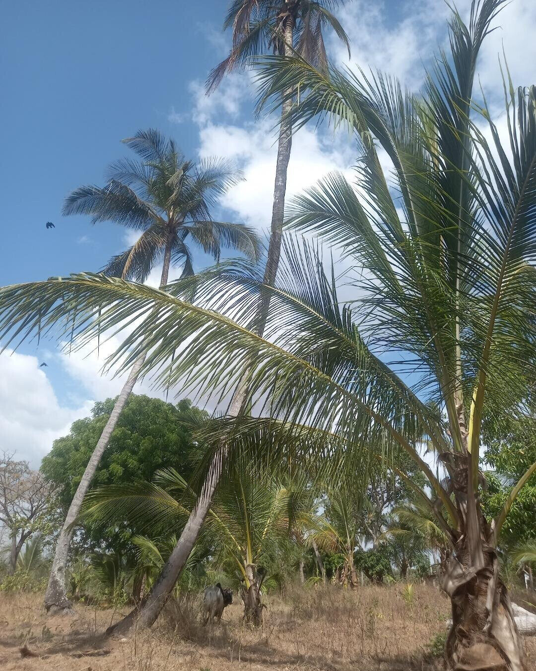 2-Acre Plot at KSh 8M