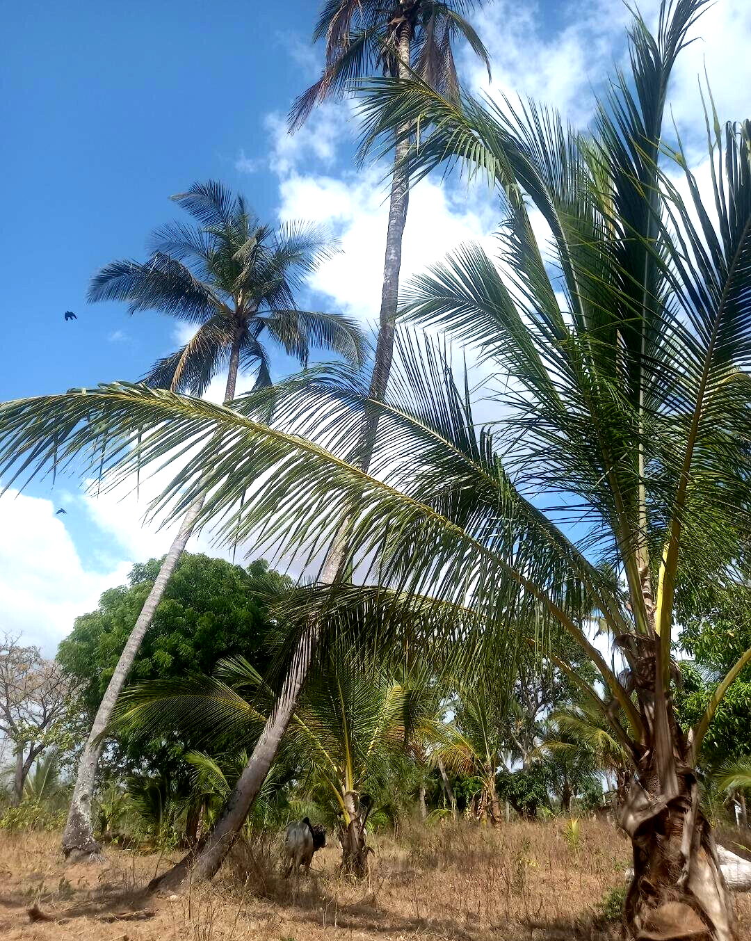 2-Acre Plot at KSh 8M