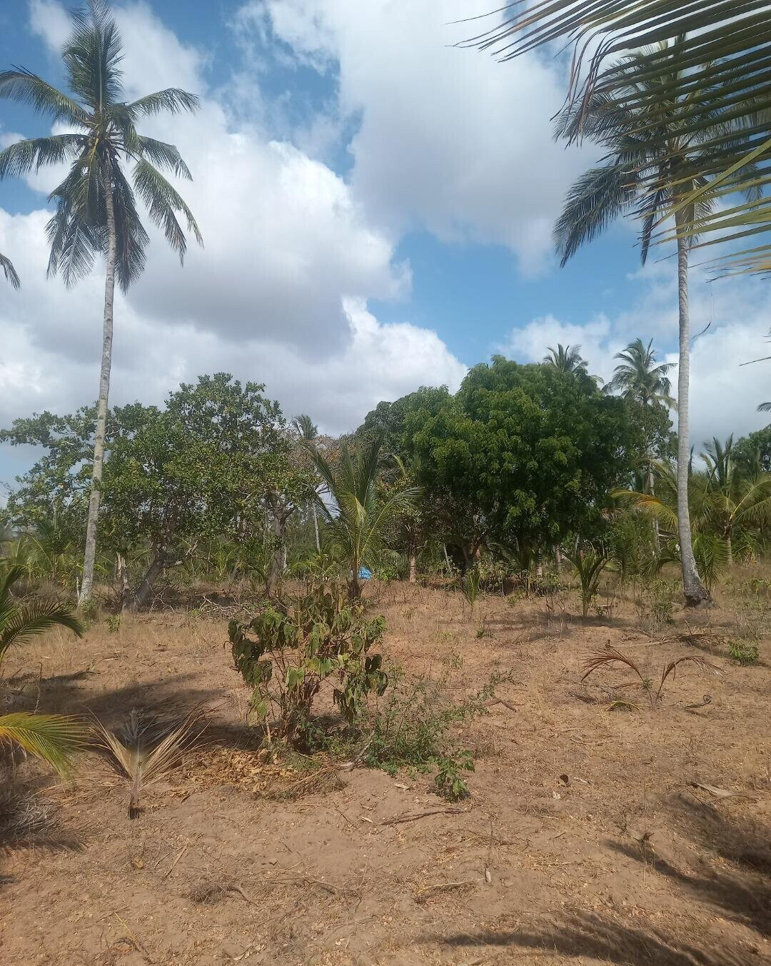 2-Acre Plot at KSh 8M