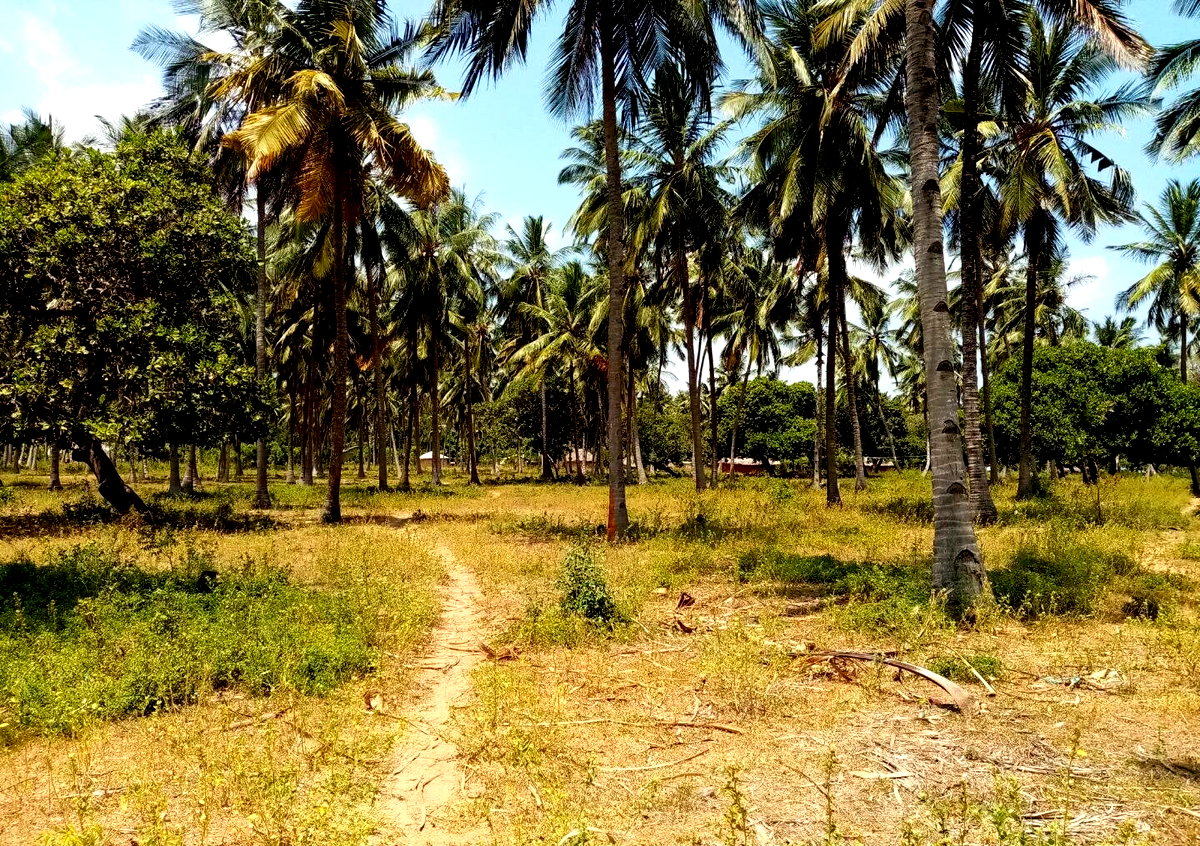 1-Acre Creek Frontage Plot
