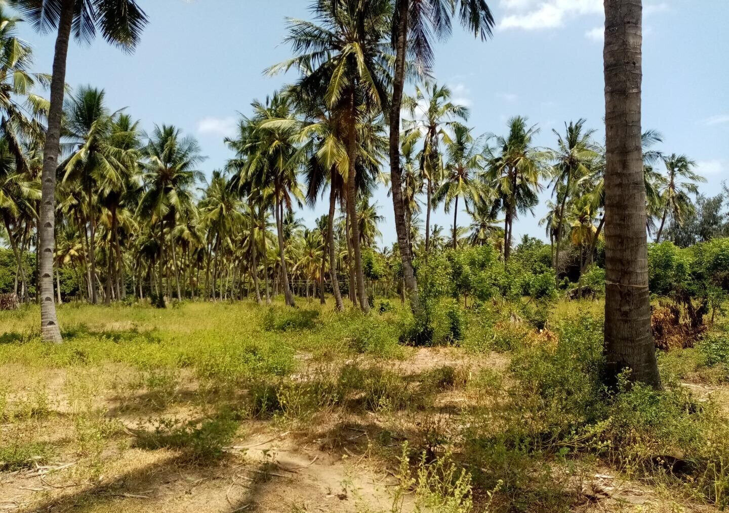 1-Acre Creek Frontage Plot