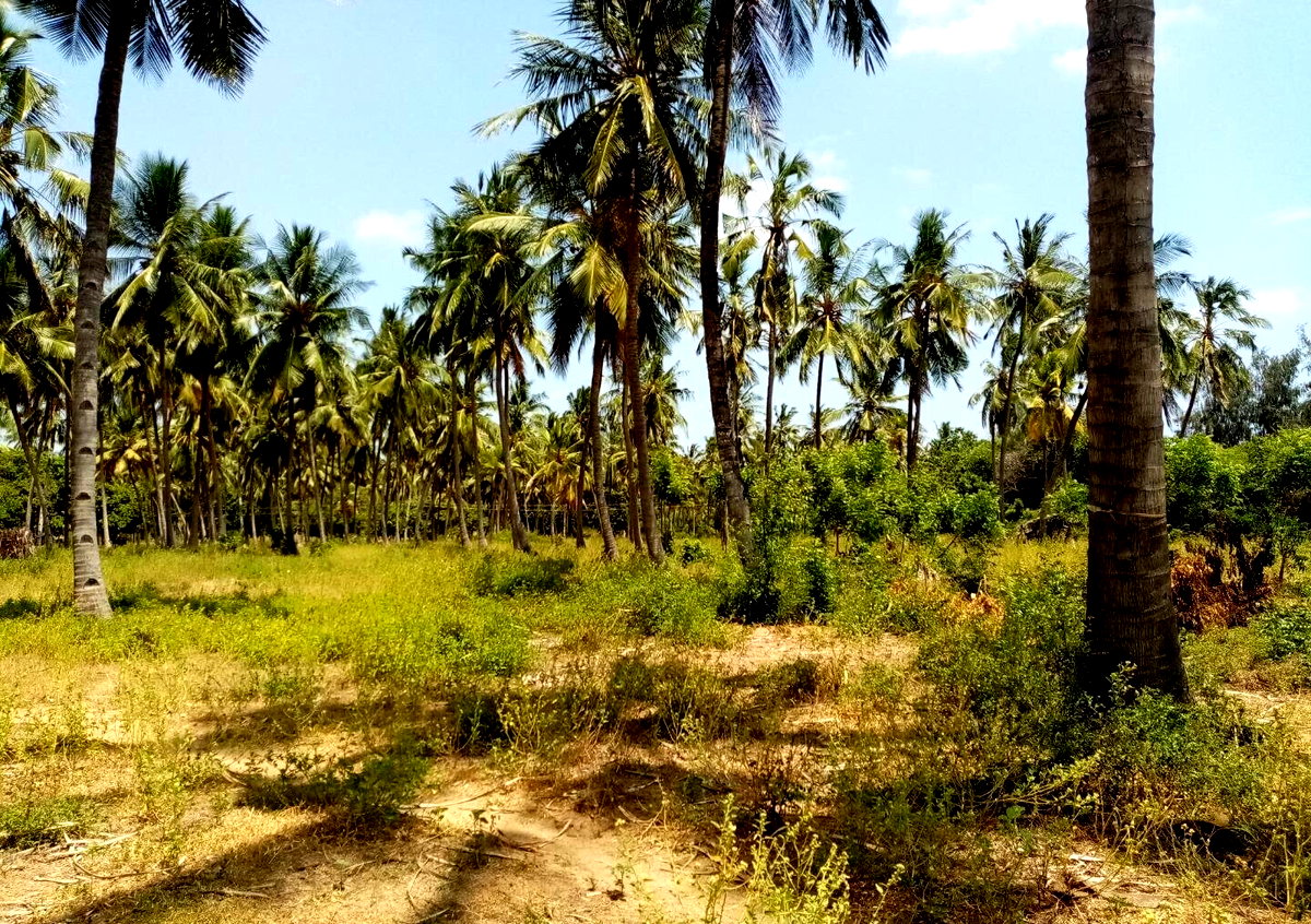 1-Acre Creek Frontage Plot