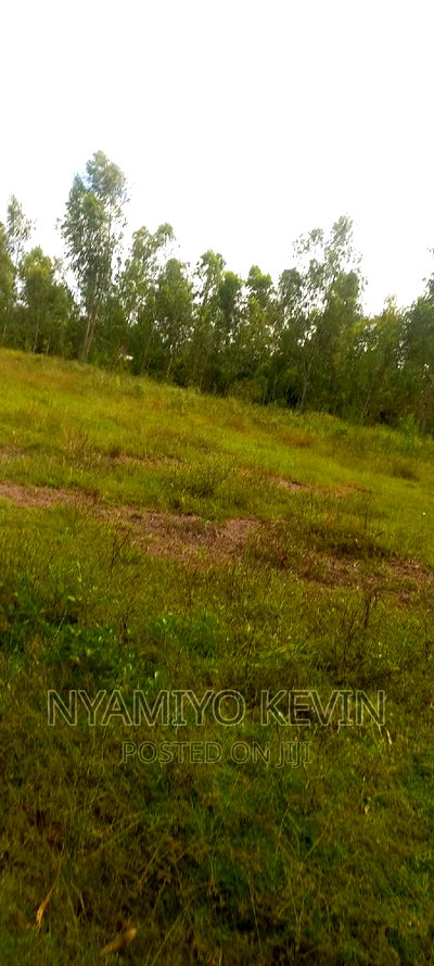 Busia Mundika - Image 2