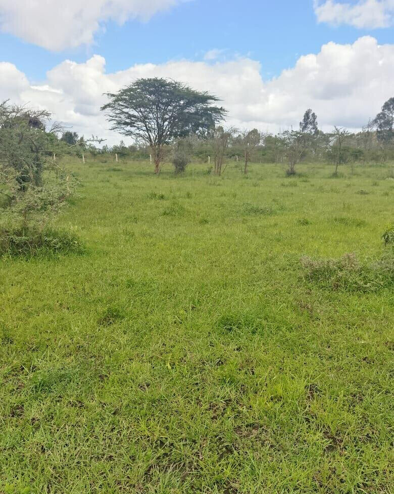 Pet Friendly 1/4 Acre in Oloika
