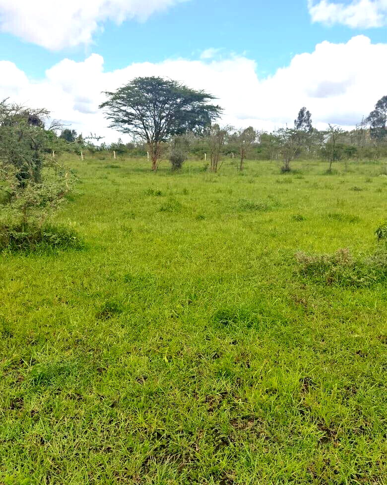 Pet Friendly 1/4 Acre in Oloika