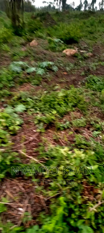 Alego Upanda Land for Farming. - Image 5
