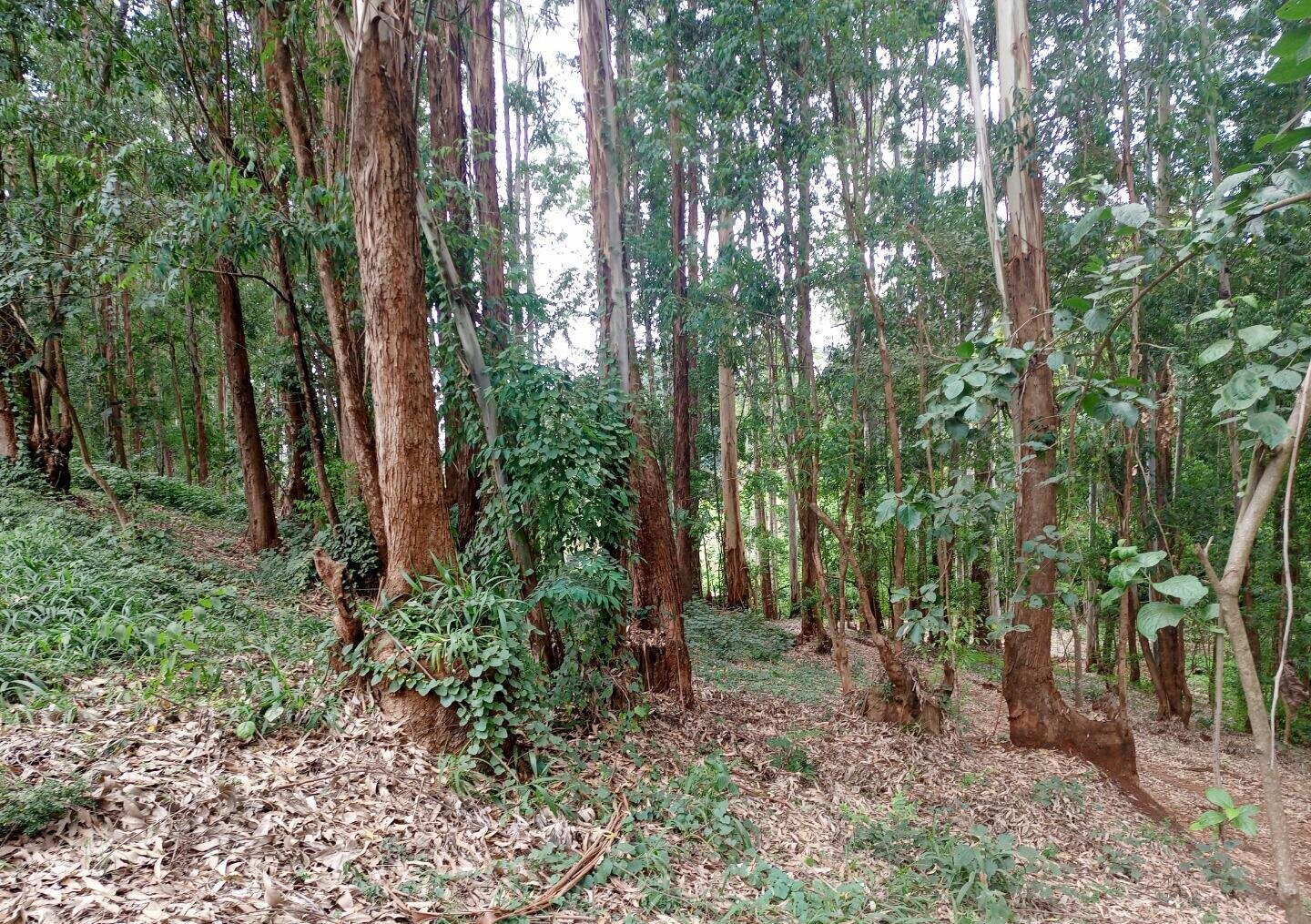 7.92-Acre Block in Ridgeways