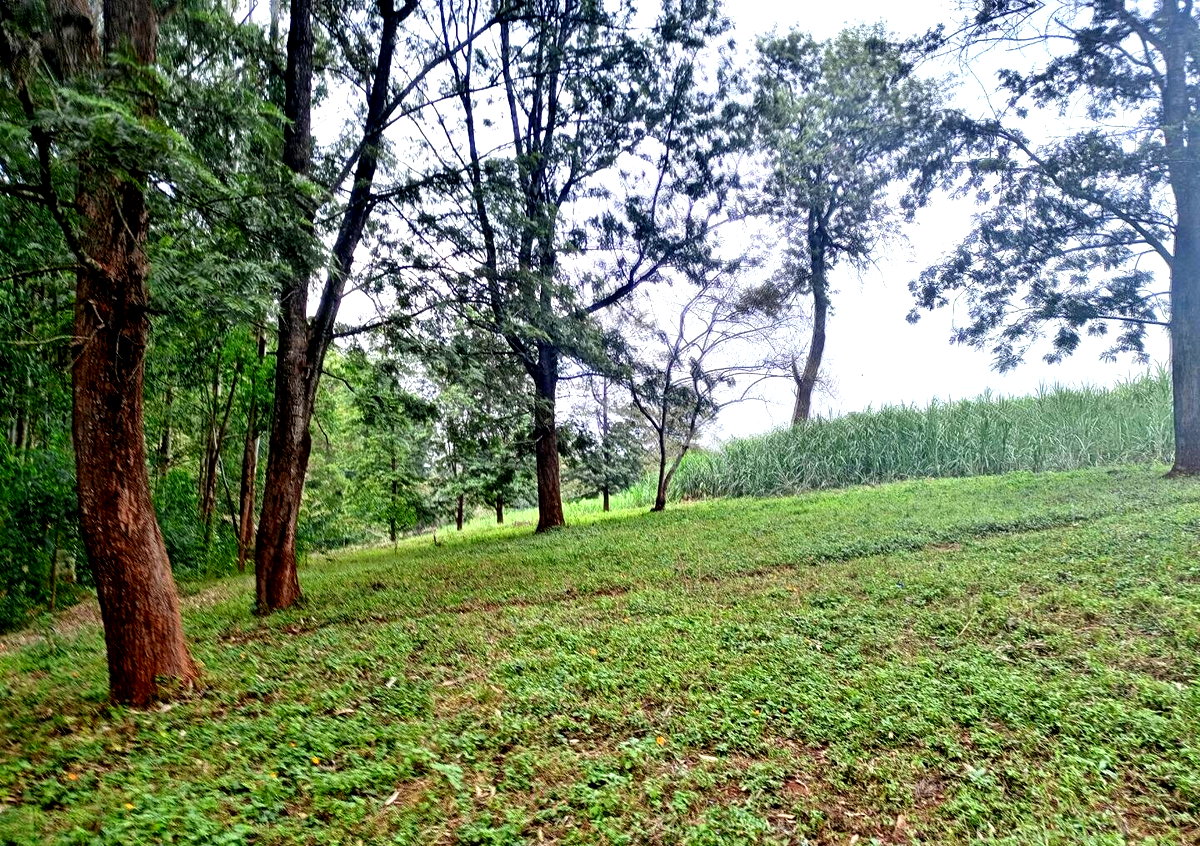7.92-Acre Block in Ridgeways