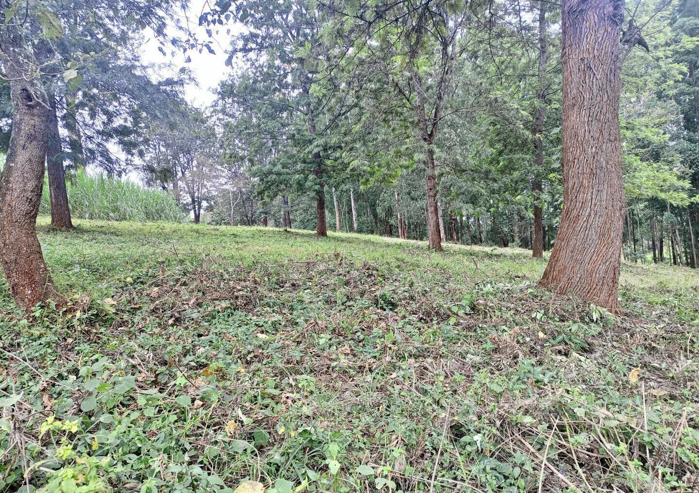 7.92-Acre Block in Ridgeways