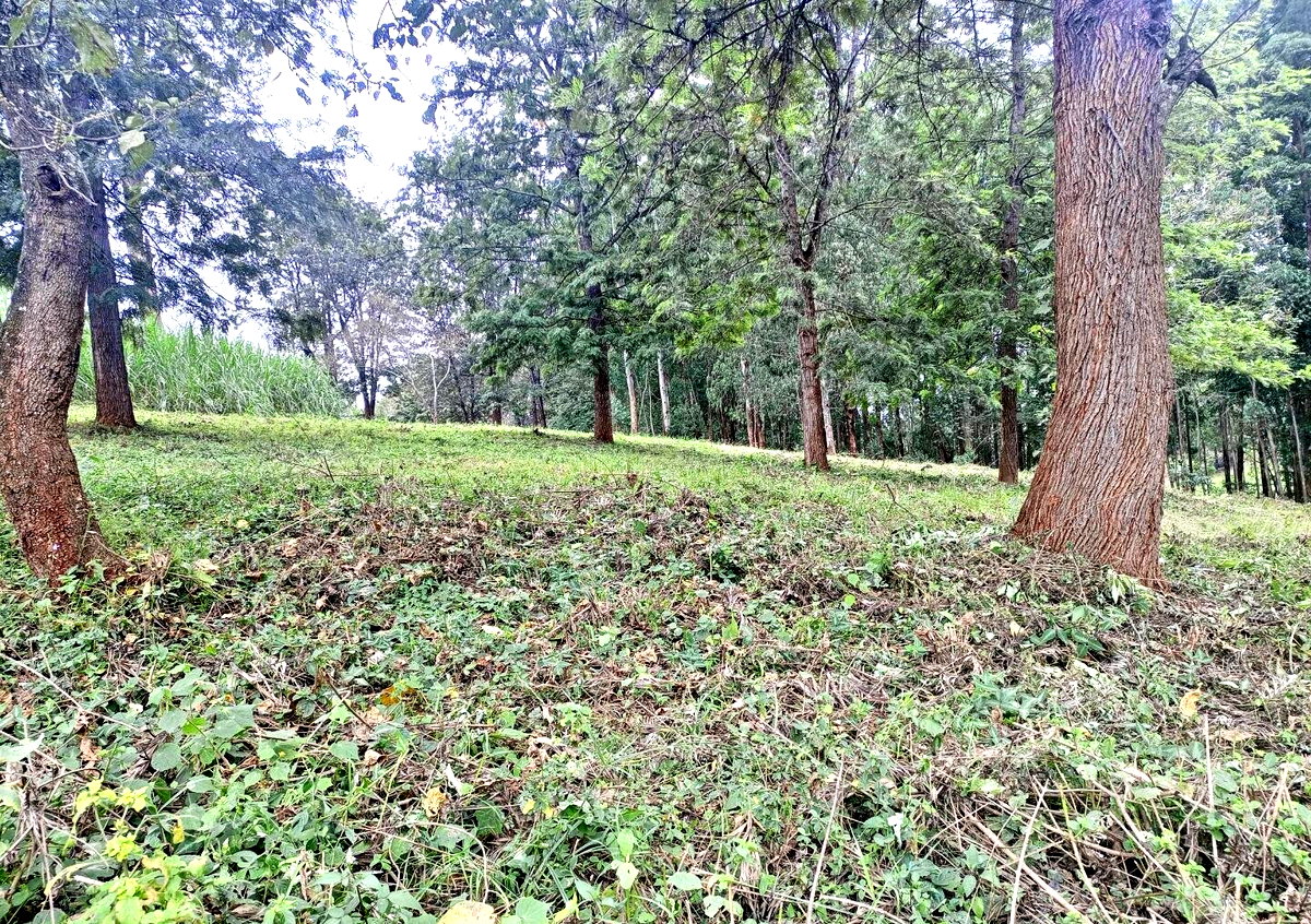 7.92-Acre Block in Ridgeways