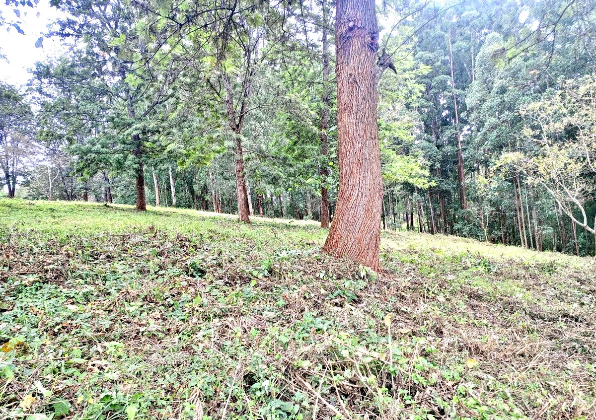 7.92-Acre Block in Ridgeways