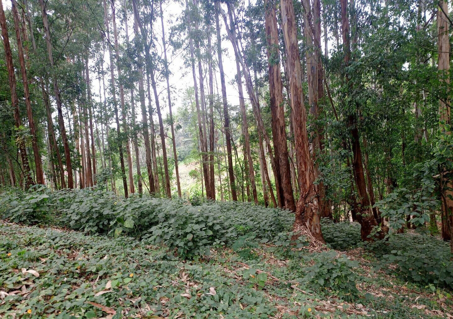 7.92-Acre Block in Ridgeways